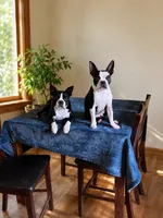 Truman, a male Boston Terrier for sale in Cobleskill, NY – 5 of 5