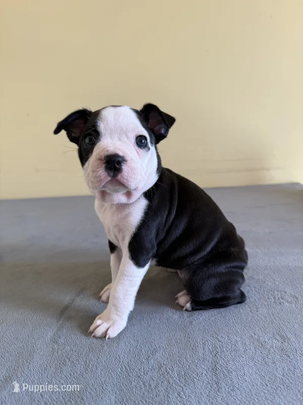 Autumn , a female Boston Terrier for sale in Cobleskill, NY – 1 of 4