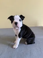 Autumn , a female Boston Terrier for sale in Cobleskill, NY – 1 of 4