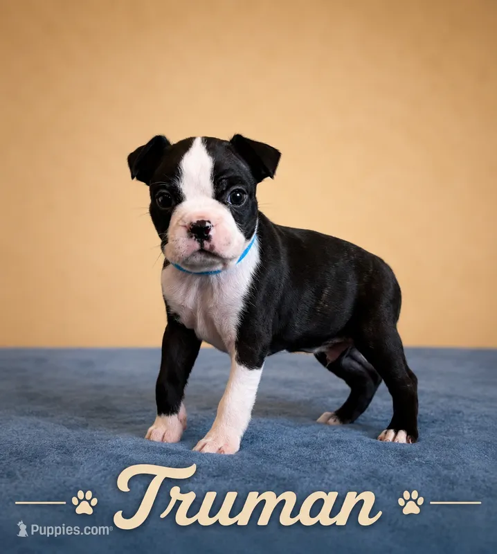 Truman – Boston Terrier puppy for sale in Cobleskill, NY