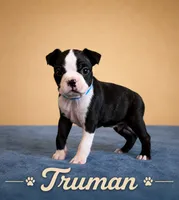 Truman, a male Boston Terrier for sale in Cobleskill, NY – 1 of 3