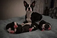 Lincon, a male Boston Terrier for sale in Cobleskill, NY – 3 of 3
