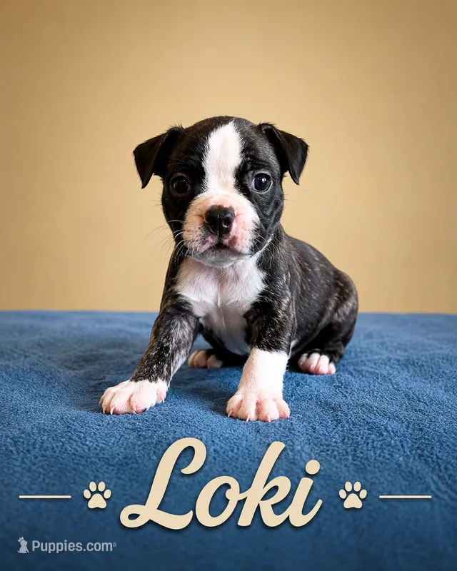 Loki – Boston Terrier puppy for sale in Cobleskill, NY