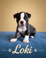 Loki, a male Boston Terrier for sale in Cobleskill, NY – 1 of 3