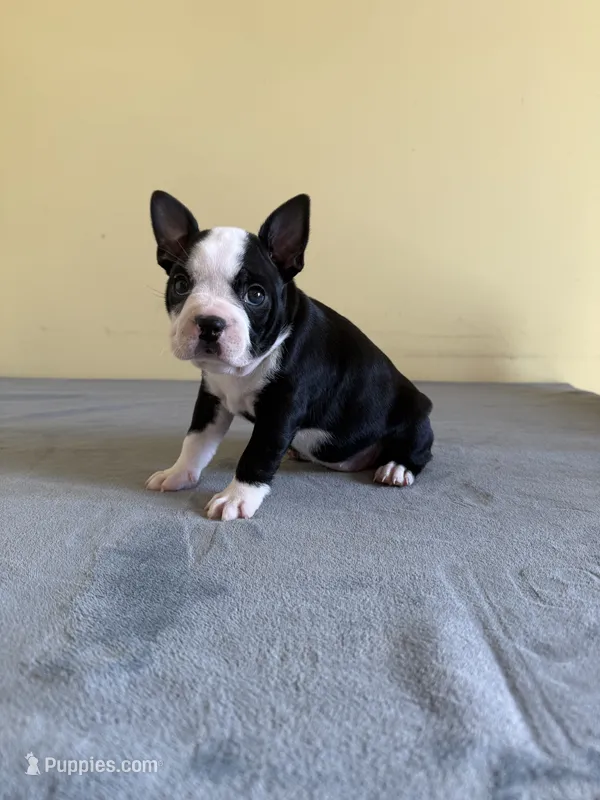 Amber – Boston Terrier puppy for sale in Cobleskill, NY
