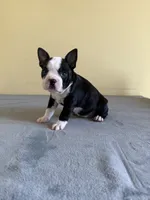 Amber, a female Boston Terrier for sale in Cobleskill, NY – 1 of 4