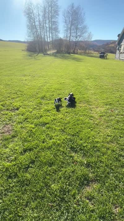 Amber, a female Boston Terrier for sale in Cobleskill, NY – 4 of 4