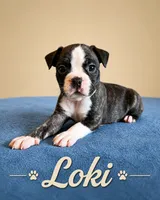 Loki, a male Boston Terrier for sale in Cobleskill, NY – 2 of 3
