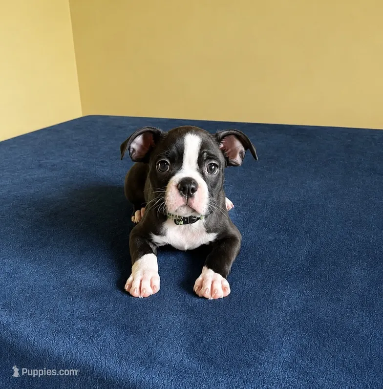Lincon – Boston Terrier puppy for sale in Cobleskill, NY