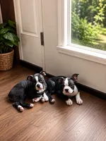 Truman, a male Boston Terrier for sale in Cobleskill, NY – 3 of 5