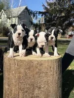 Autumn , a female Boston Terrier for sale in Cobleskill, NY – 2 of 4