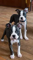 Truman, a male Boston Terrier for sale in Cobleskill, NY – 4 of 5