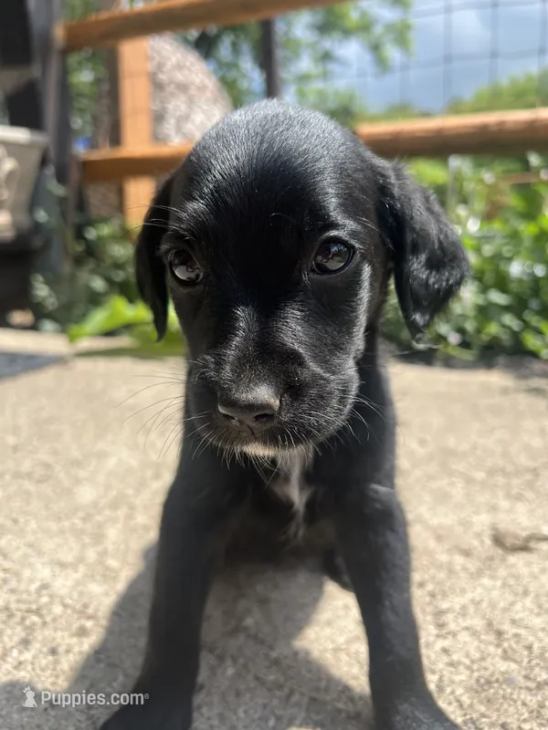 Bailey  – Labradoodle puppy on hold in Batavia, NY