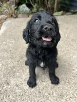 Jackson , a male Labradoodle for sale in Batavia, NY – 3 of 4