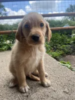 Copper, a male Labradoodle for sale in Batavia, NY – 3 of 8