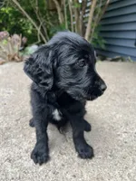 Jackson , a male Labradoodle for sale in Batavia, NY – 5 of 5