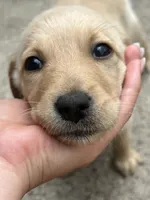 Daisy , a female Labradoodle for sale in Batavia, NY – 3 of 6
