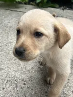 Daisy , a female Labradoodle for sale in Batavia, NY – 5 of 6