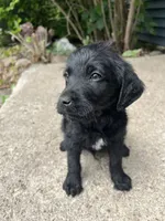 Jackson , a male Labradoodle for sale in Batavia, NY – 2 of 4