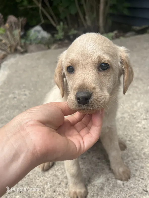 Kaia – Labradoodle puppy for sale in Batavia, NY