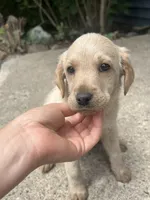Kaia, a female Labradoodle for sale in Batavia, NY – 1 of 5