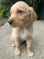 Copper, a male Labradoodle for sale in Batavia, NY – 2 of 8