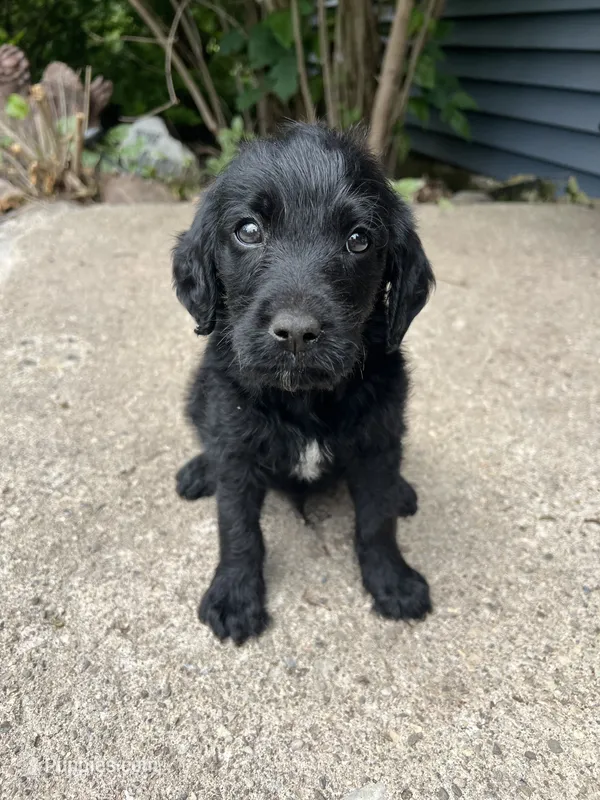 Jackson  – Labradoodle puppy for sale in Batavia, NY