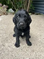 Jackson , a male Labradoodle for sale in Batavia, NY – 1 of 4