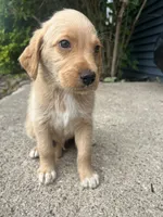 Copper, a male Labradoodle for sale in Batavia, NY – 7 of 8