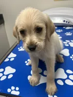 Cupcake, a female Labradoodle for sale in Batavia, NY – 2 of 2