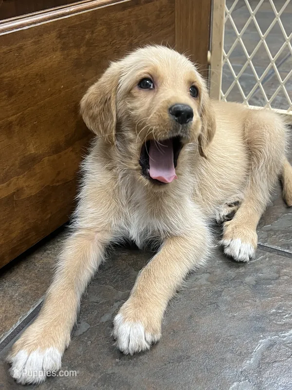 Copper – Labradoodle puppy for sale in Batavia, NY