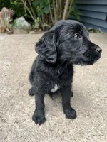 Jackson , a male Labradoodle for sale in Batavia, NY – 4 of 4