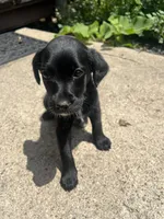 Bailey , a female Labradoodle for sale in Batavia, NY – 4 of 6