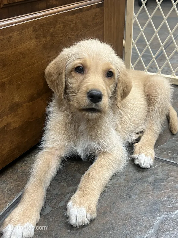 Copper – Labradoodle puppy for sale in Batavia, NY