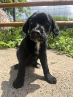 Bailey , a female Labradoodle for sale in Batavia, NY – 3 of 6