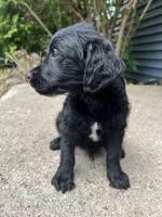 Jackson , a male Labradoodle for sale in Batavia, NY – 3 of 5