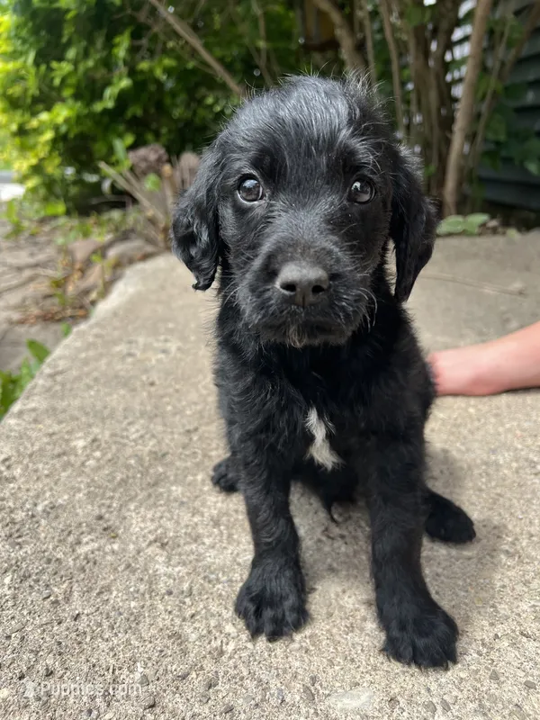 Jackson  – Labradoodle puppy for sale in Batavia, NY