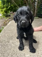 Jackson , a male Labradoodle for sale in Batavia, NY – 1 of 5