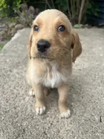Copper, a male Labradoodle for sale in Batavia, NY – 8 of 8