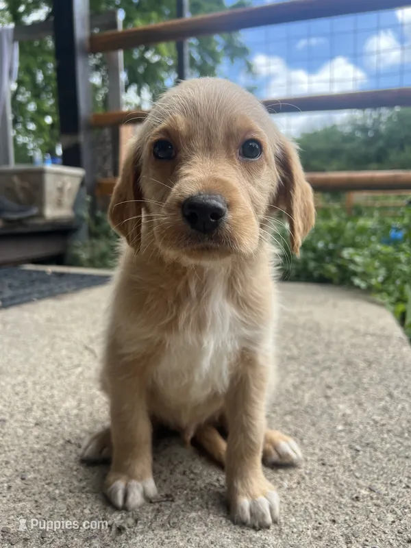 Copper – Labradoodle puppy for sale in Batavia, NY