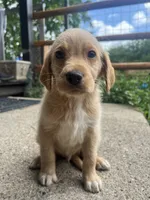 Copper, a male Labradoodle for sale in Batavia, NY – 1 of 8