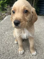 Copper, a male Labradoodle for sale in Batavia, NY – 6 of 8