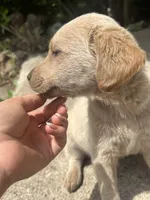 Kaia, a female Labradoodle for sale in Batavia, NY – 5 of 5