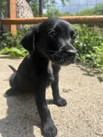 Bailey , a female Labradoodle for sale in Batavia, NY – 6 of 6