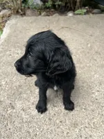 Jackson , a male Labradoodle for sale in Batavia, NY – 2 of 5