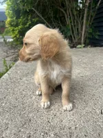 Copper, a male Labradoodle for sale in Batavia, NY – 4 of 8