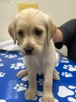 Cupcake, a female Labradoodle for sale in Batavia, NY – 1 of 2