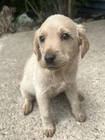 Kaia, a female Labradoodle for sale in Batavia, NY – 2 of 5
