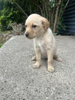 Daisy , a female Labradoodle for sale in Batavia, NY – 4 of 6