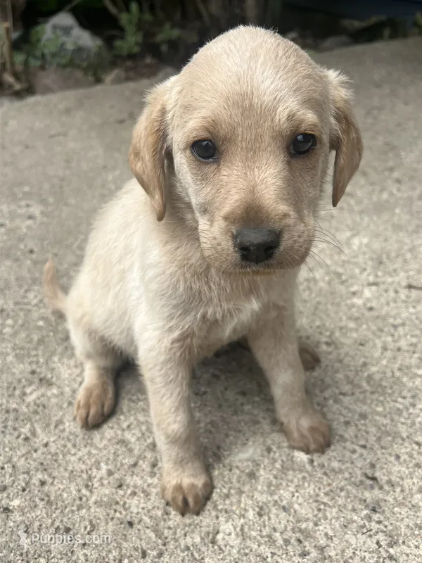 Kaia – Labradoodle puppy for sale in Batavia, NY